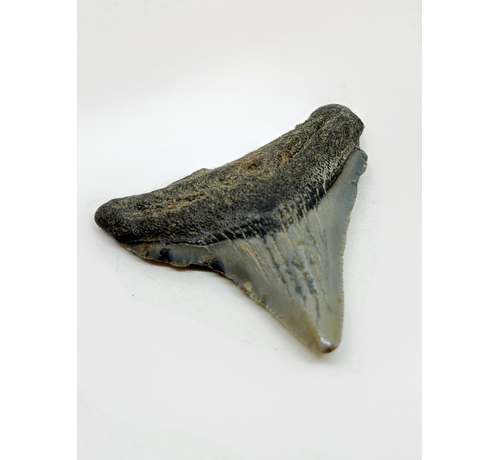 Dente di megalodonte "Demon Lair" (USA) - 4,7 cm