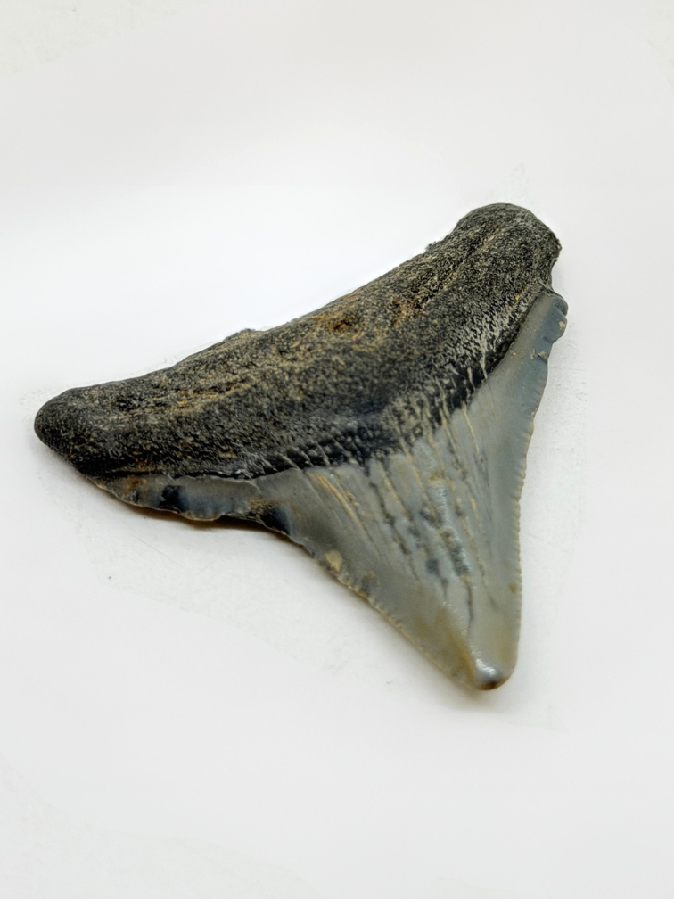 Diente de megalodón "Demon Lair" (US) - 4,7 cm