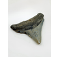 Dent de mégalodon "Demon Lair" (US) - 4,7 cm