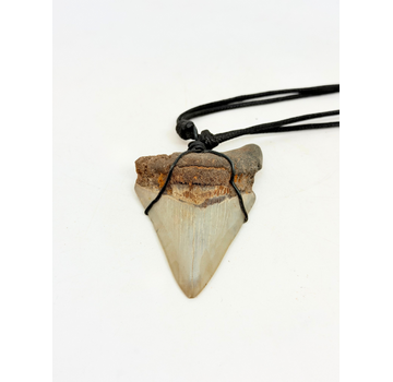 Dent de Mégalodon ''Pride's Fang'' (VS) - 7,2 cm