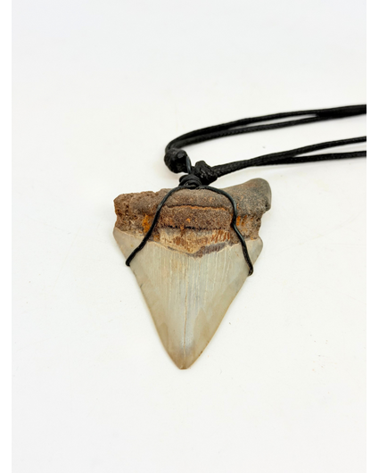 Diente de Megalodon ''Pride's Fang'' (VS) - 7,2 cm