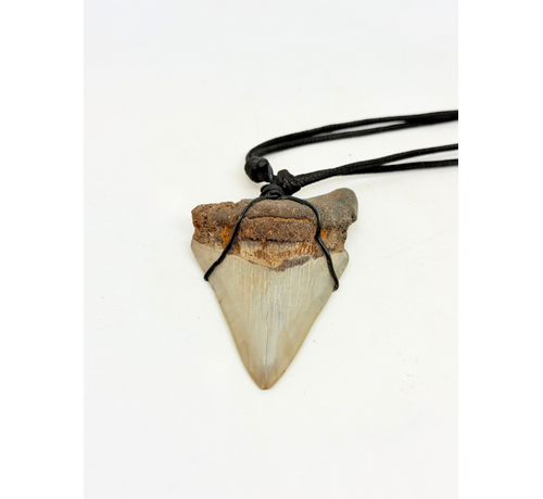 Dent de Mégalodon ''Pride's Fang'' (VS) - 7,2 cm