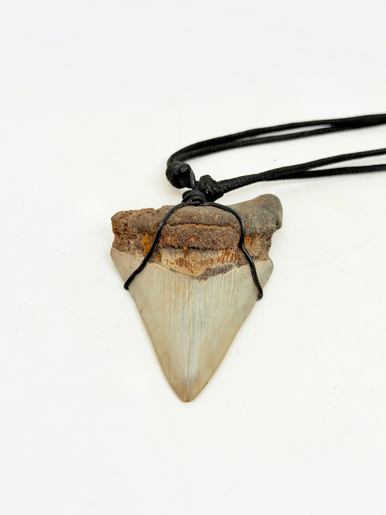 Megalodon-Zahn ''Pride's Fang'' (VS) - 7,2 cm