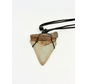 Diente de Megalodon ''Pride's Fang'' (VS) - 7,2 cm