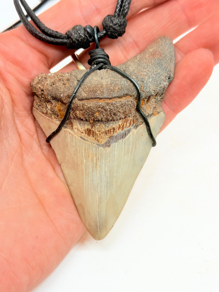 Megalodon tand ''Pride's Fang'' (VS) - 7,2 cm