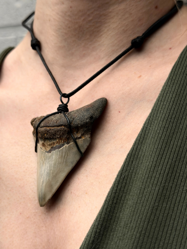 Megalodon tand ''Pride's Fang'' (VS) - 7,2 cm