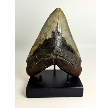 Megalodon Tooth "Powerful Sin" (US) - 16,4 cm
