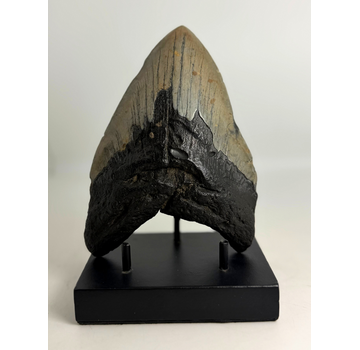 Megalodon-Zahn ''Venomous Fang'' (USA) - 15,4 cm