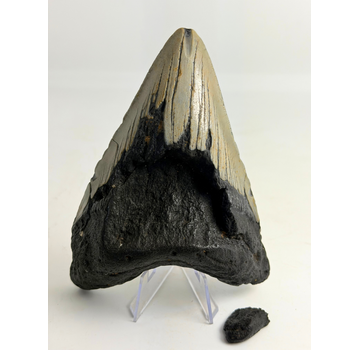 Dente di Megalodonte " Weighted Soul" (USA) - 13,6 cm