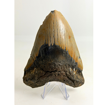Megalodon-Zahn (US) "Brown Drake" - 12,8 cm (5,04 inch)