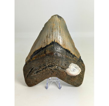 Megalodon-Zahn ''Distorted Time'' (US) - 12,5 cm