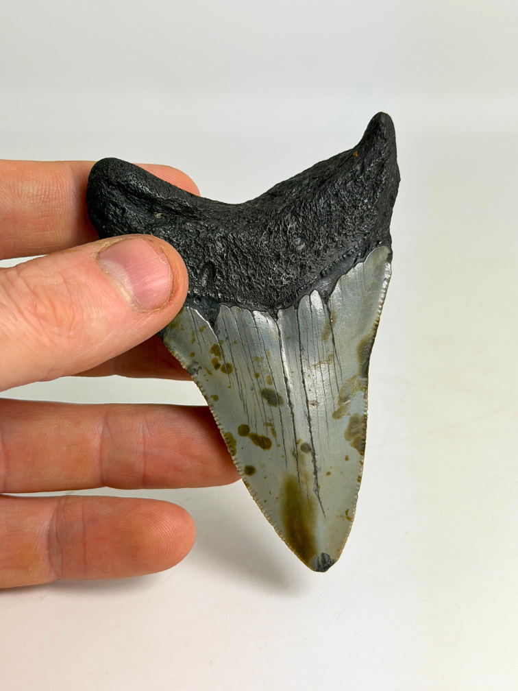 Dente di megalodonte ''Shield of Hope'' (USA) - 9,1 cm