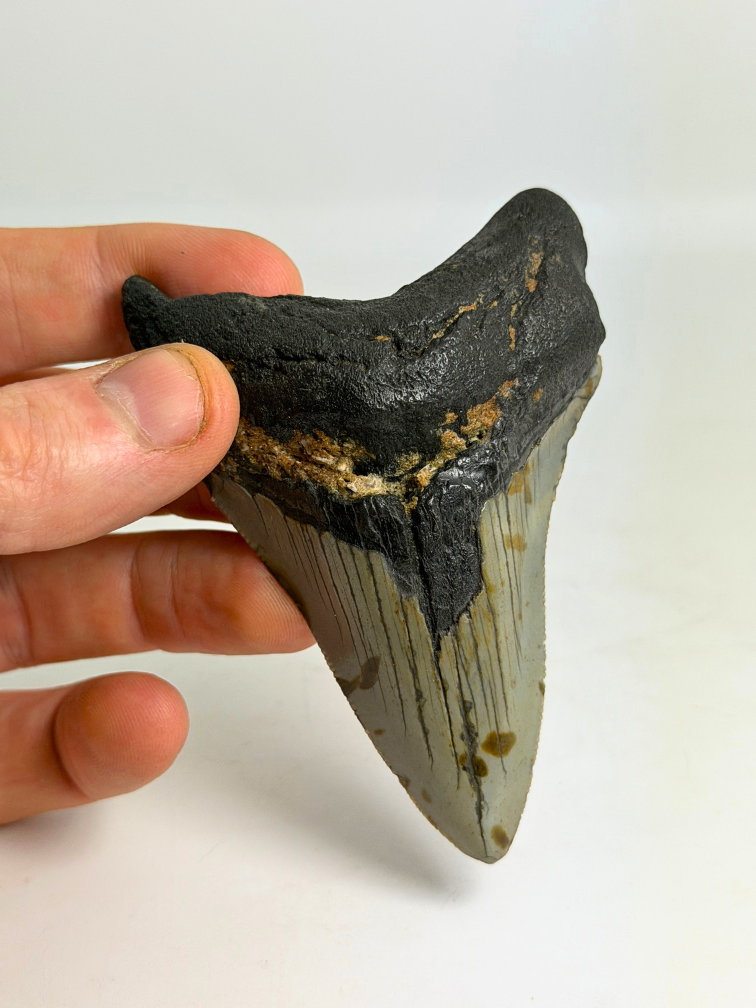 Dente di megalodonte ''Shield of Hope'' (USA) - 9,1 cm