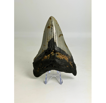 Dent de mégalodon ''Shield of Hope'' (US) - 9,1 cm
