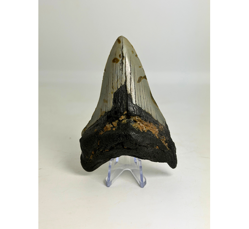 Dente di megalodonte ''Shield of Hope'' (USA) - 9,1 cm