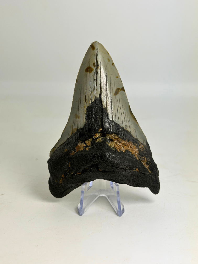 Dente di megalodonte ''Shield of Hope'' (USA) - 9,1 cm
