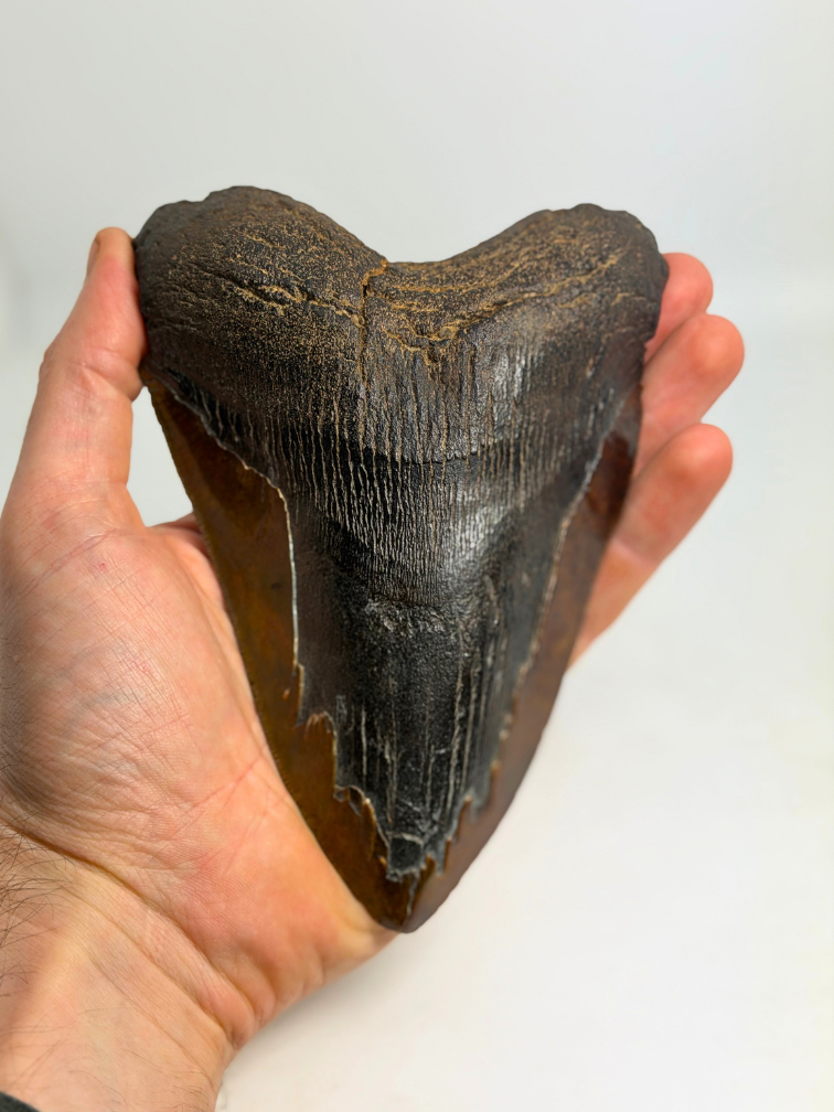 Dente di Megalodonte " Cost of Vengeance" (USA) - 15,3 cm