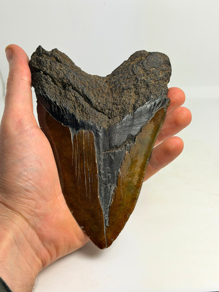 Dente di Megalodonte " Cost of Vengeance" (USA) - 15,3 cm