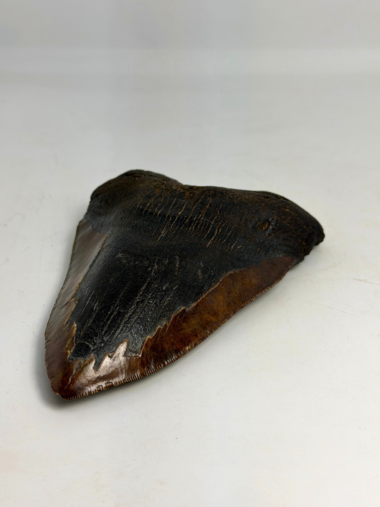 Dente di Megalodonte " Cost of Vengeance" (USA) - 15,3 cm