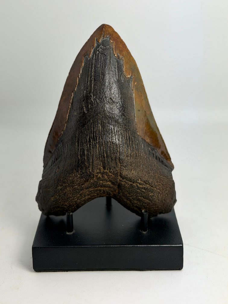 Dente di Megalodonte " Cost of Vengeance" (USA) - 15,3 cm
