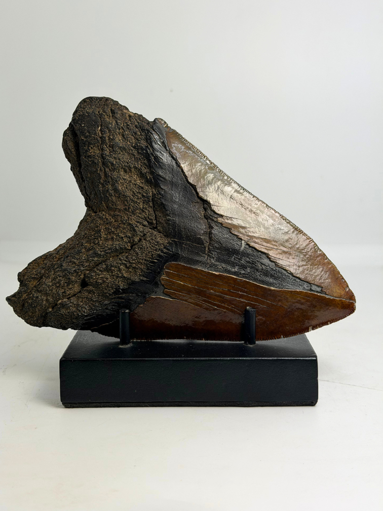 Dente di Megalodonte " Cost of Vengeance" (USA) - 15,3 cm