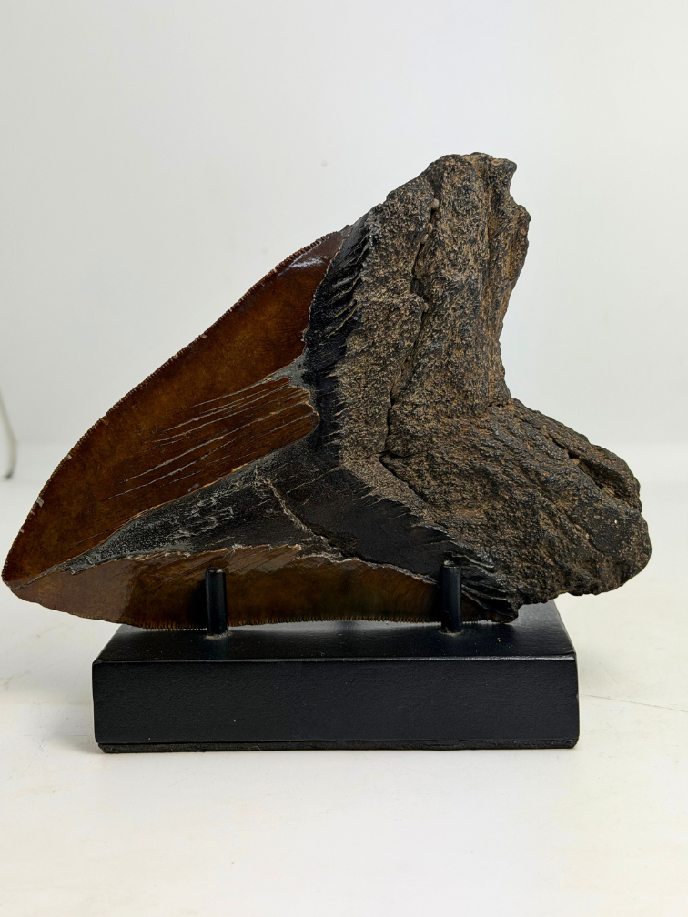 Dente di Megalodonte " Cost of Vengeance" (USA) - 15,3 cm