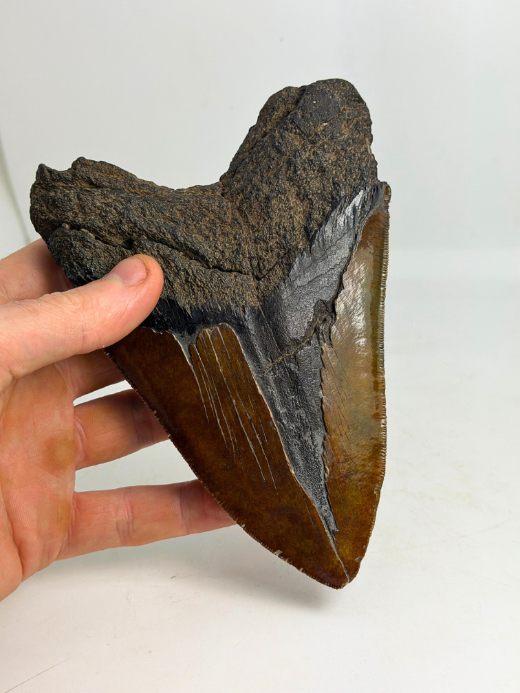 Dente di Megalodonte " Cost of Vengeance" (USA) - 15,3 cm