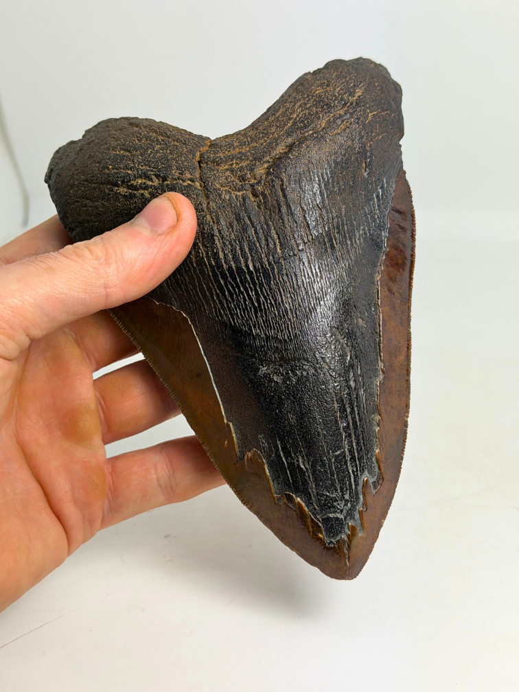 Dente di Megalodonte " Cost of Vengeance" (USA) - 15,3 cm