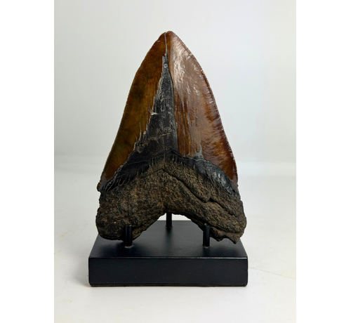 Dente di Megalodonte " Cost of Vengeance" (USA) - 15,3 cm