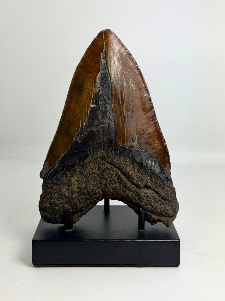 Dente di Megalodonte " Cost of Vengeance" (USA) - 15,3 cm