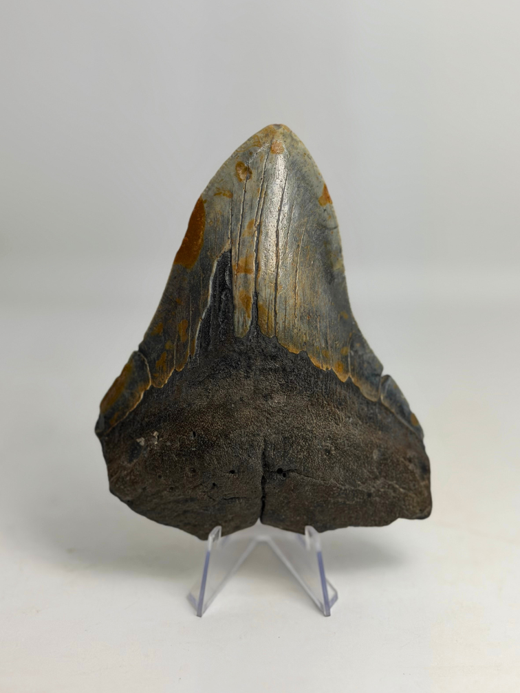 Diente de Megalodon "The Devil" (VS) 12,2 cm