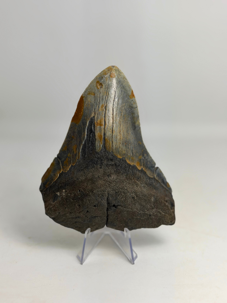 Megalodon-Zahn "The Devil" (VS) 12,2 cm