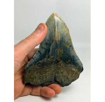 Megalodon-Zahn "The Devil" (VS) 12,2 cm