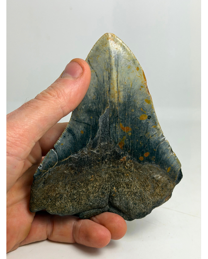 Megalodon-Zahn "The Devil" (VS) 12,2 cm