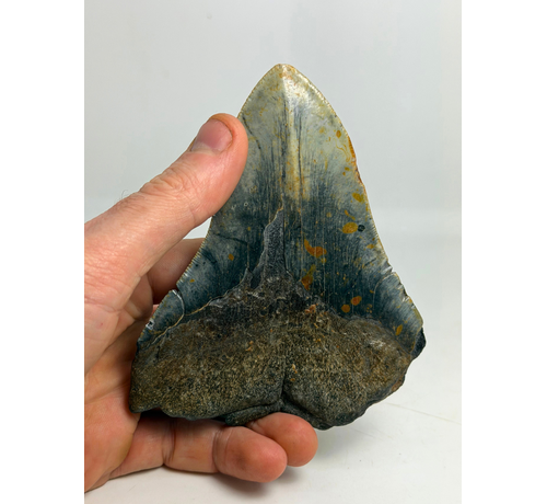Diente de Megalodon "The Devil" (VS) 12,2 cm