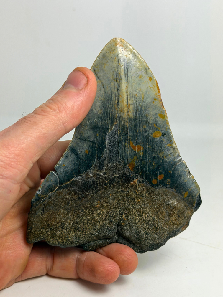 Dent de mégalodon "The Devil" (VS) 12,2 cm