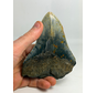 Megalodon-Zahn "The Devil" (VS) 12,2 cm