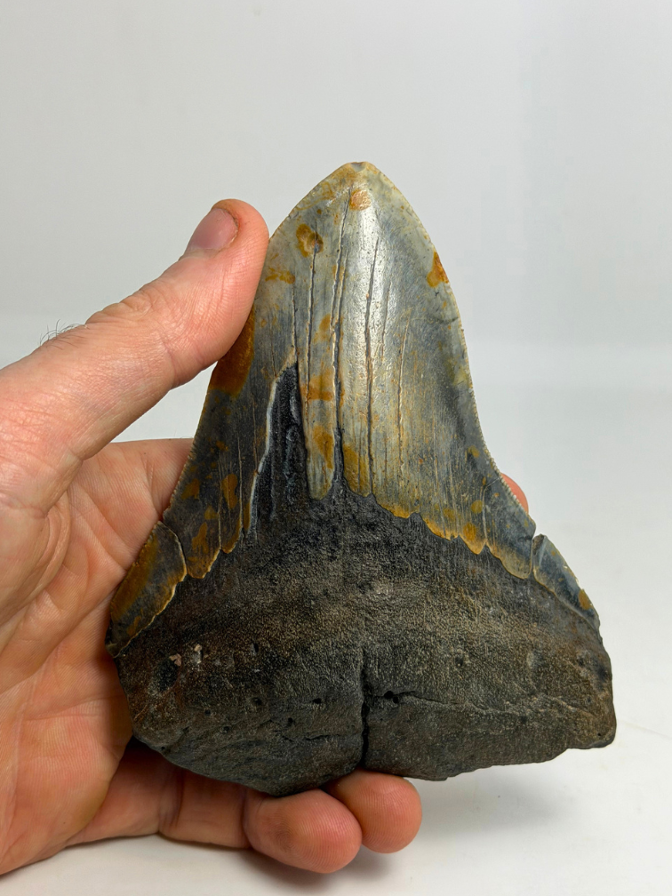 Diente de Megalodon "The Devil" (VS) 12,2 cm