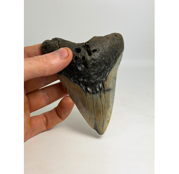 Megalodon-Zahn "Jinn's Weapon" (US) - 11 cm