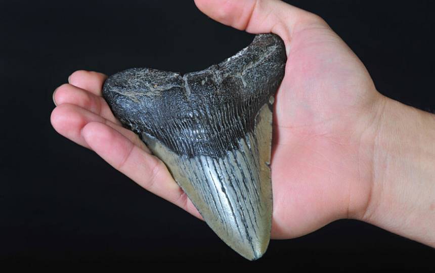 Grote Megalodon tanden