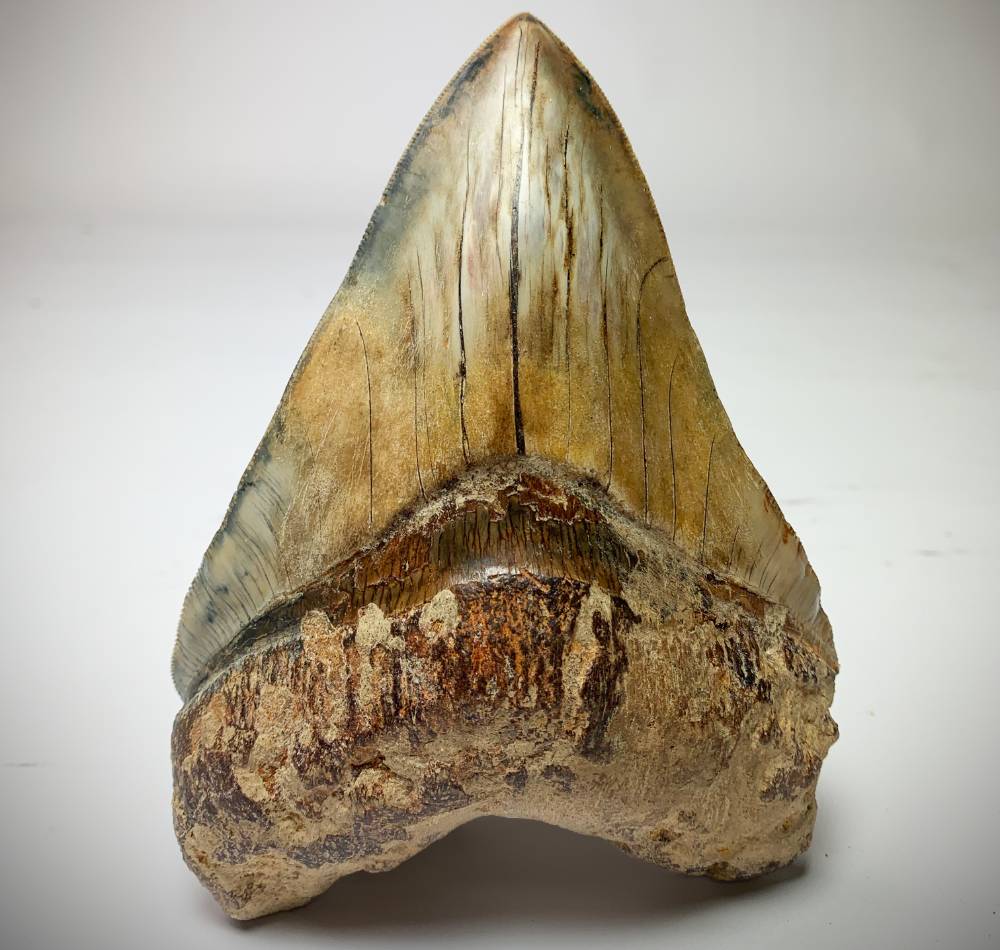 Megalodontand.nl | The finest Megalodon teeth online 