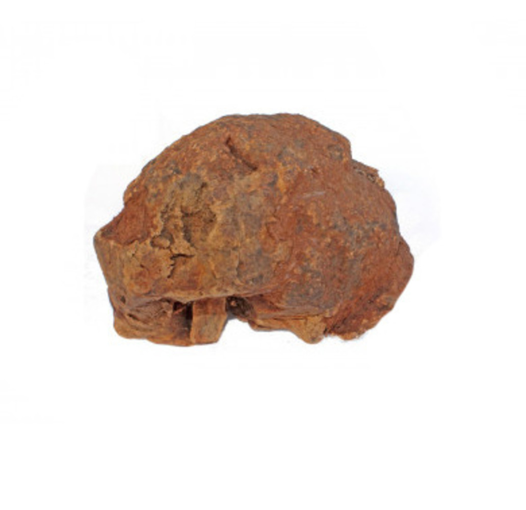 mypetworld Olijfboom Kauwwortel 500-750gr mypetworld Olijfboom Kauwwortel 500-750gr