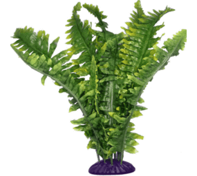 Komodo Komodo Boston Fern