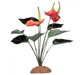 Komodo Komodo Anthurium Bush 29cm