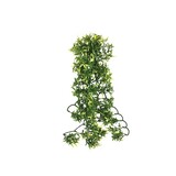 Komodo Komodo Croton Plant