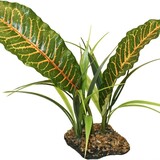 Komodo Komodo Tropical Canopy