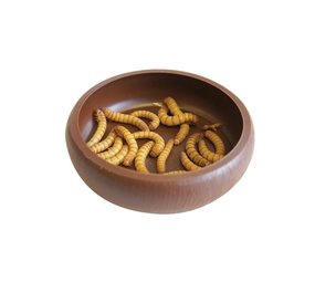 Komodo Komodo Mealworm Dish Komodo Komodo Mealworm Dish