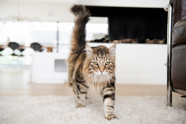 Hoopo Hoopo Dome Plus Litter Box White Hoopo Hoopo Dome Plus Litter Box White