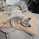 Hoopo Hoopo Tri Kattendeken (Tri wit) Hoopo Hoopo Tri Kattendeken (Tri wit)