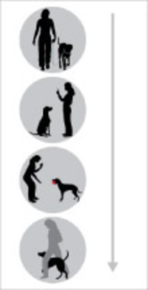 Patento Pet Jockey Harness integrate long leash rood (Jockey Harness integrate long leash rood XXL)